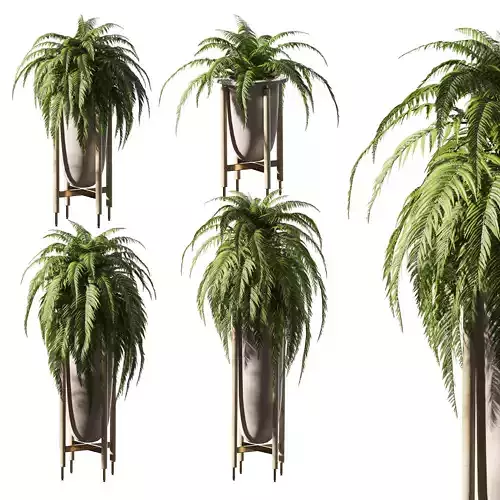 Fern in pots - 4 models