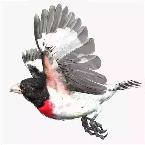 Rose-breasted grosbeak - rigged - animated 3D model