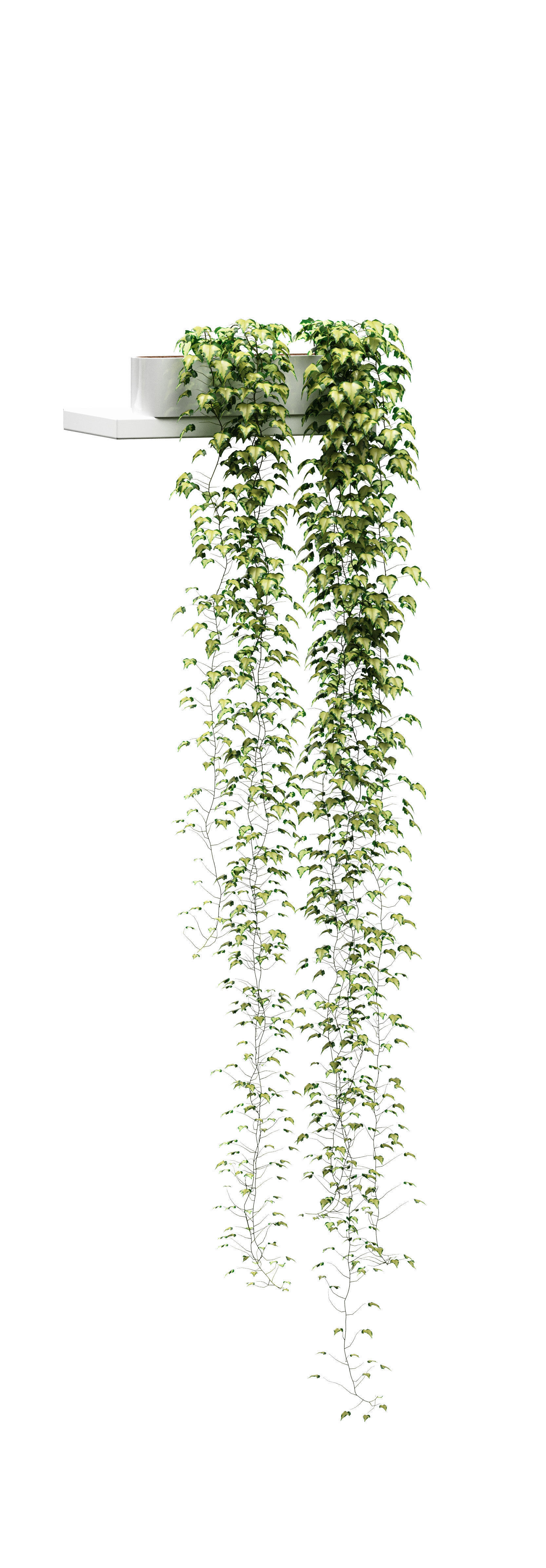 Hanging ivy in pots on the shelves v2 - 5 models 3D model_5