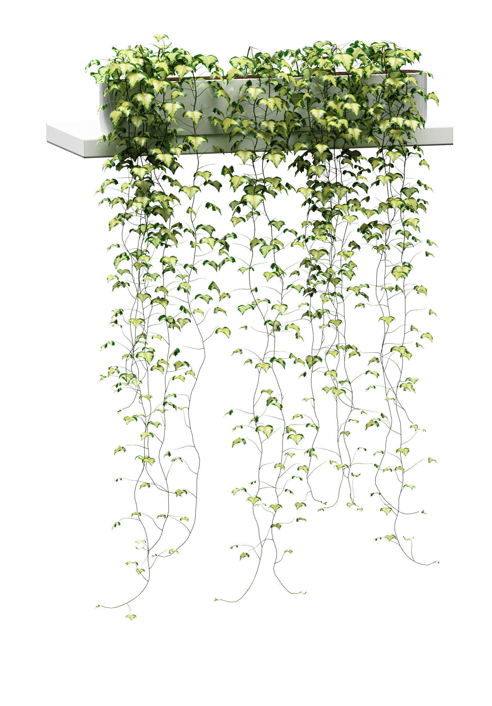 Hanging ivy in pots on the shelves v2 - 5 models 3D model_6