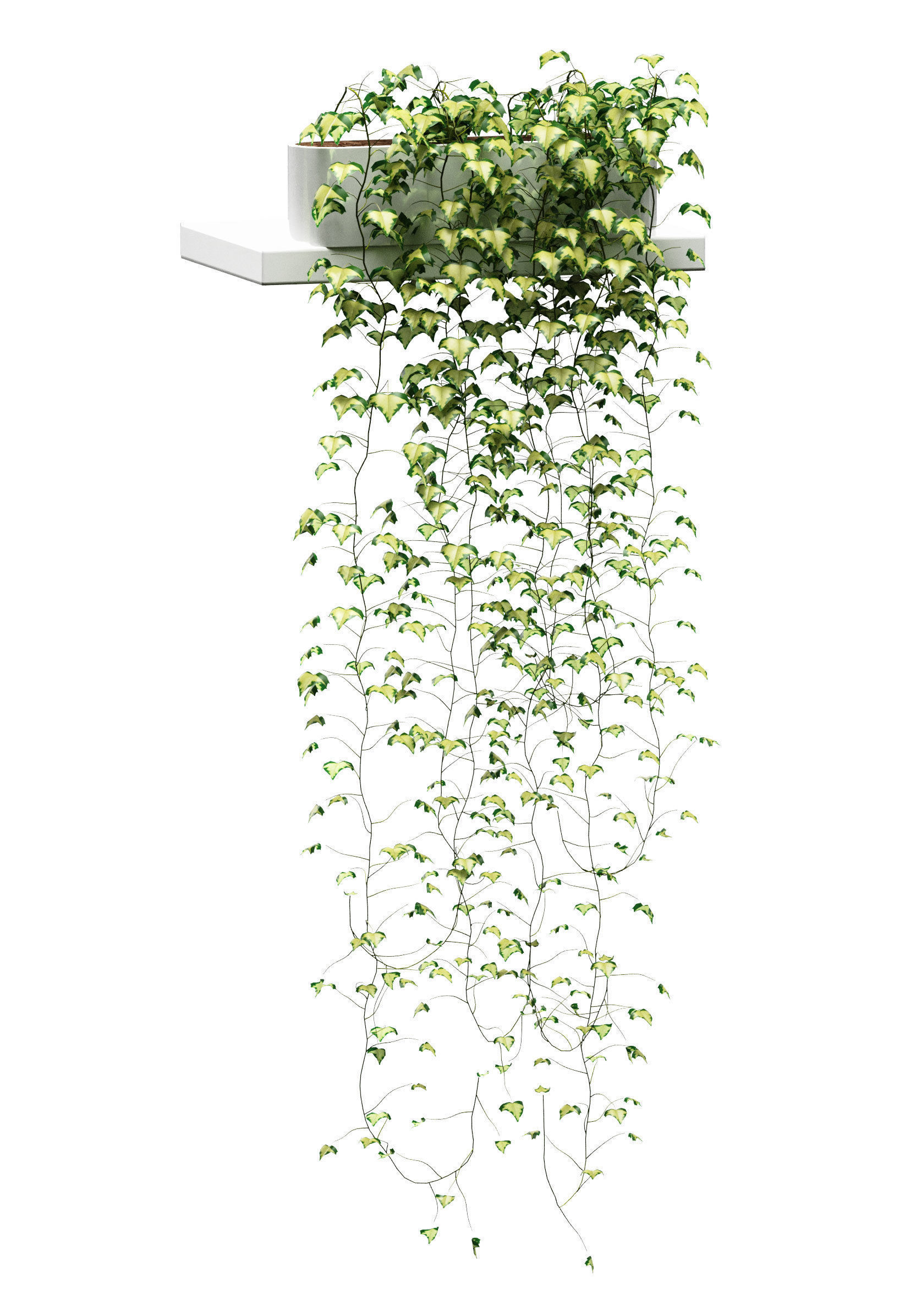 Hanging ivy in pots on the shelves v2 - 5 models 3D model_7
