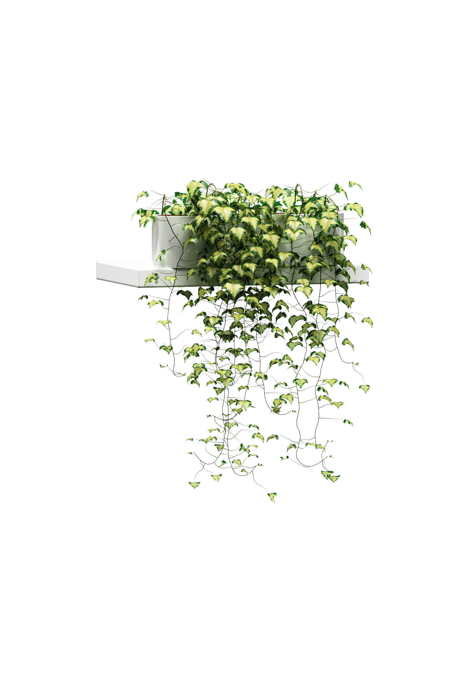 Hanging ivy in pots on the shelves v2 - 5 models 3D model_4