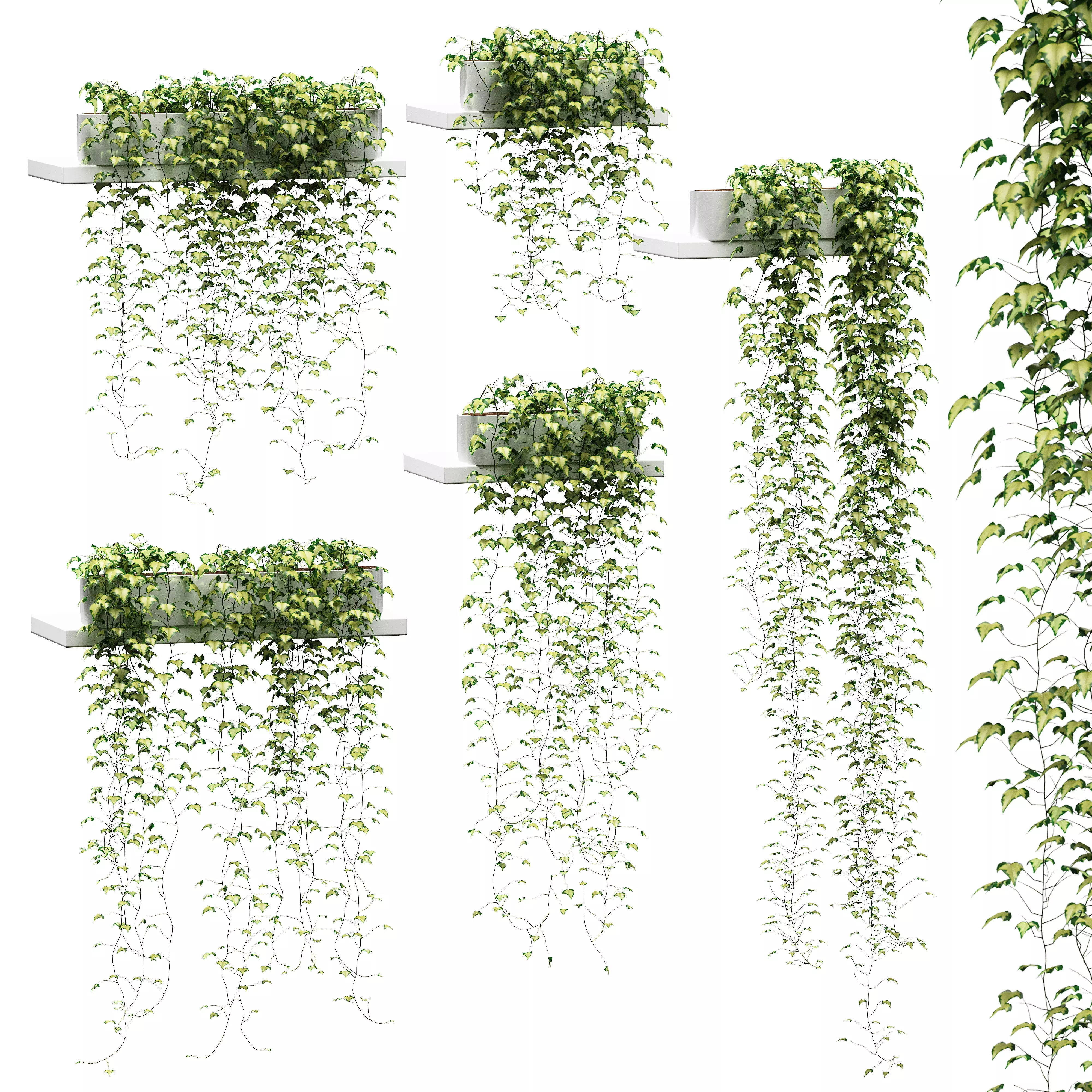 Hanging ivy in pots on the shelves v2 - 5 models 3D model_0
