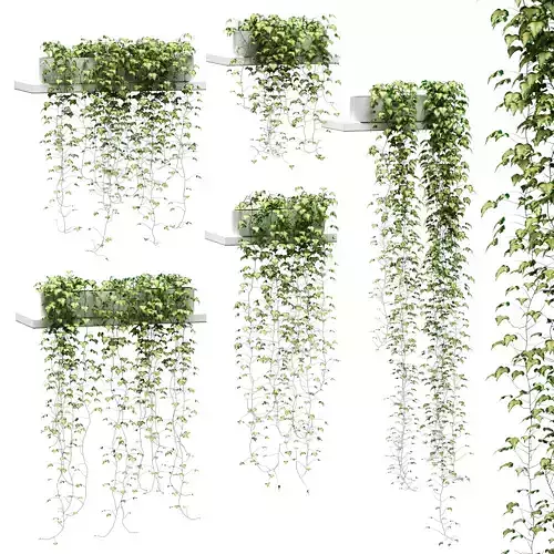 Hanging ivy in pots on the shelves v2 - 5 models