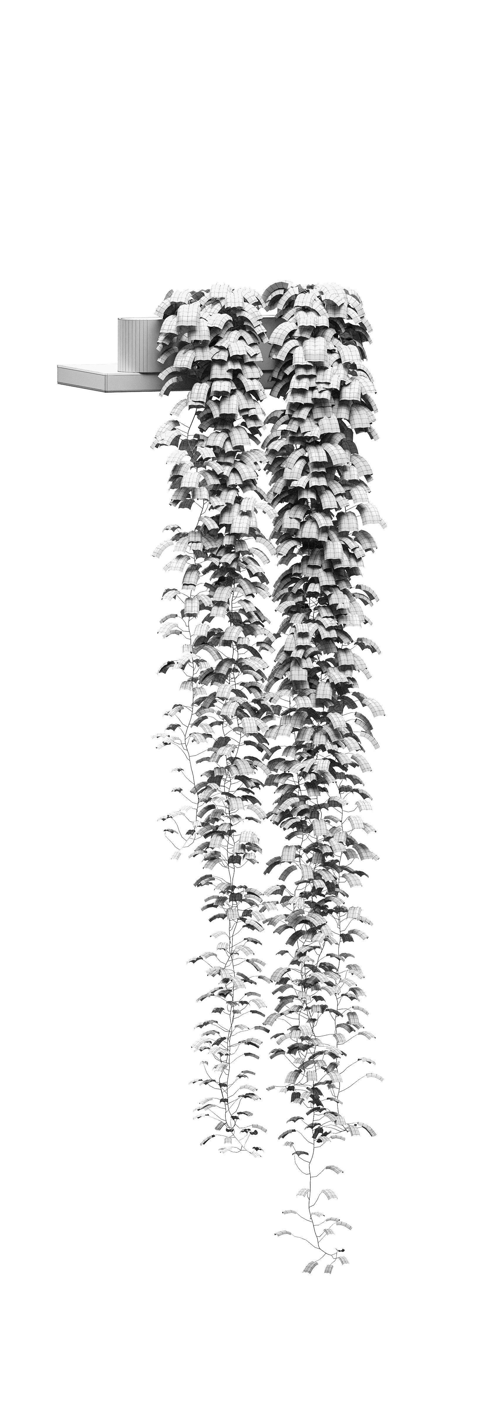 Hanging ivy in pots on the shelves v2 - 5 models 3D model_10