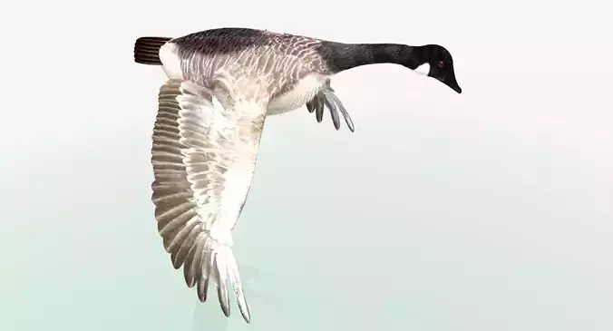 Canada Goose - rigged - animated 3D model