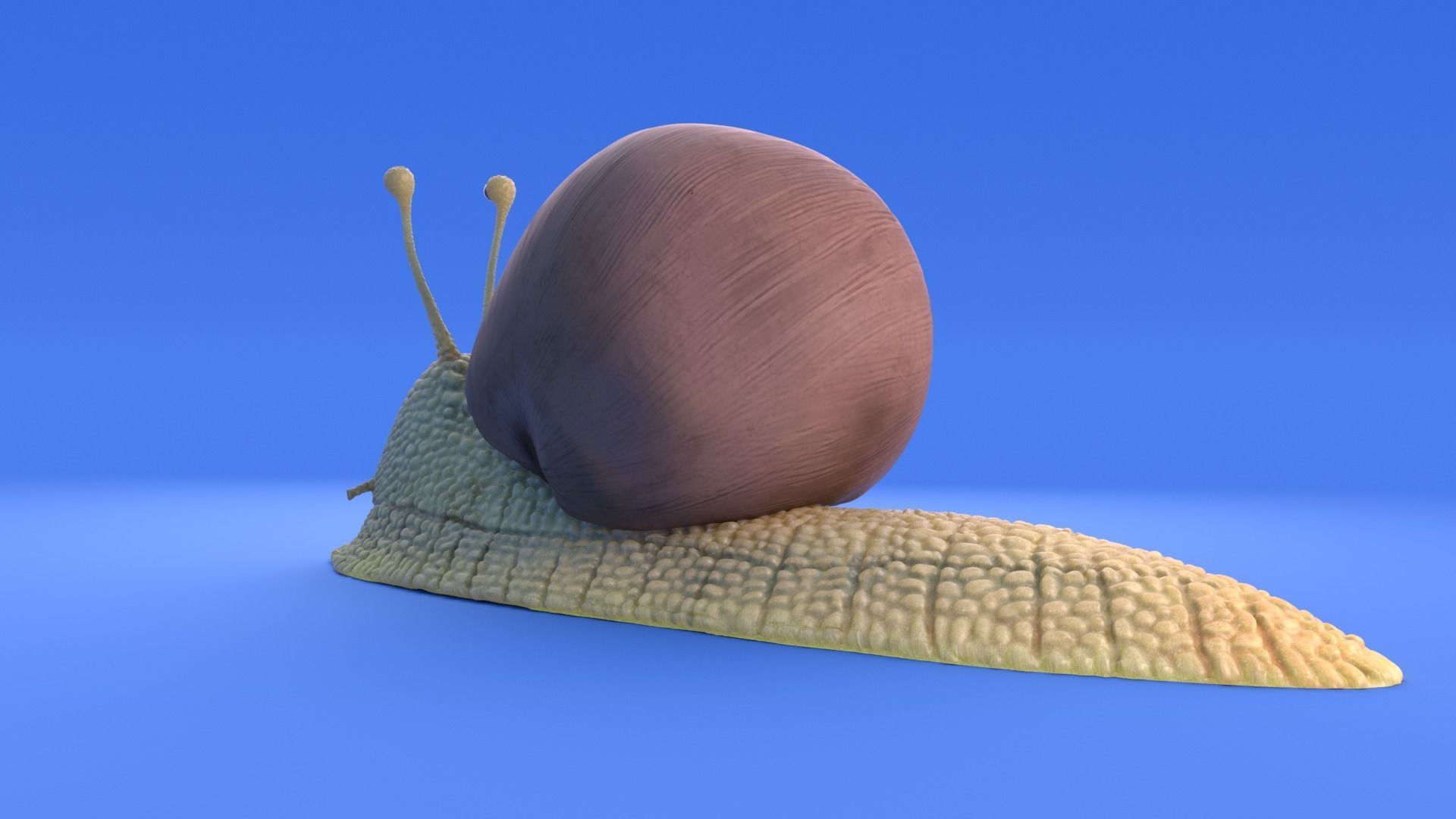 Snail - Cartoon Style - rigged 3D model_4