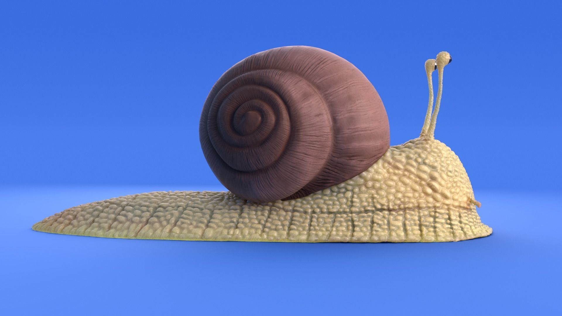 Snail - Cartoon Style - rigged 3D model_1