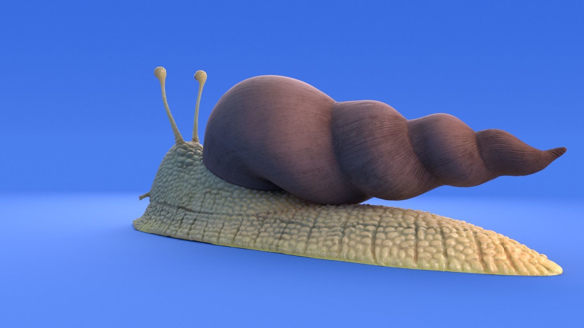 Snail - Cartoon Style - rigged 3D model_13