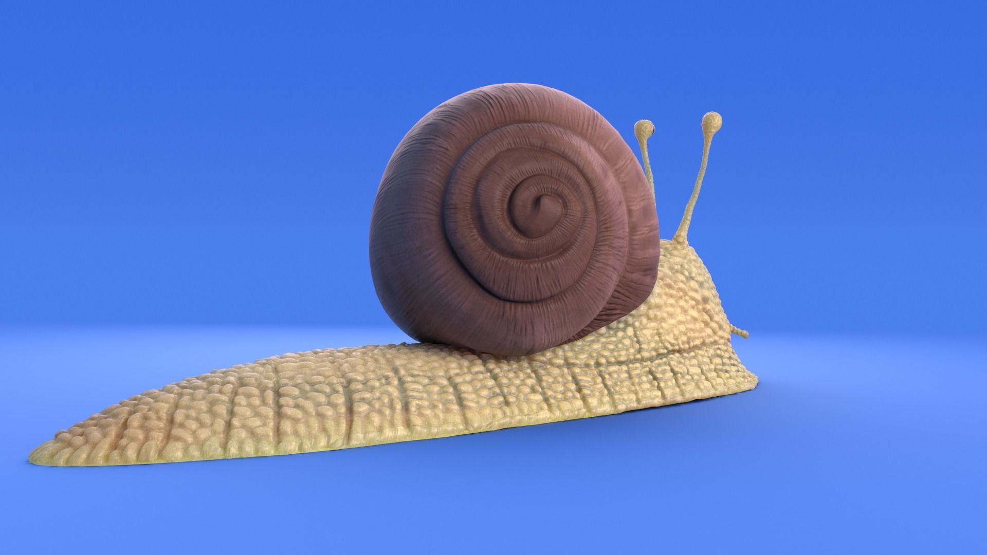 Snail - Cartoon Style - rigged 3D model_2