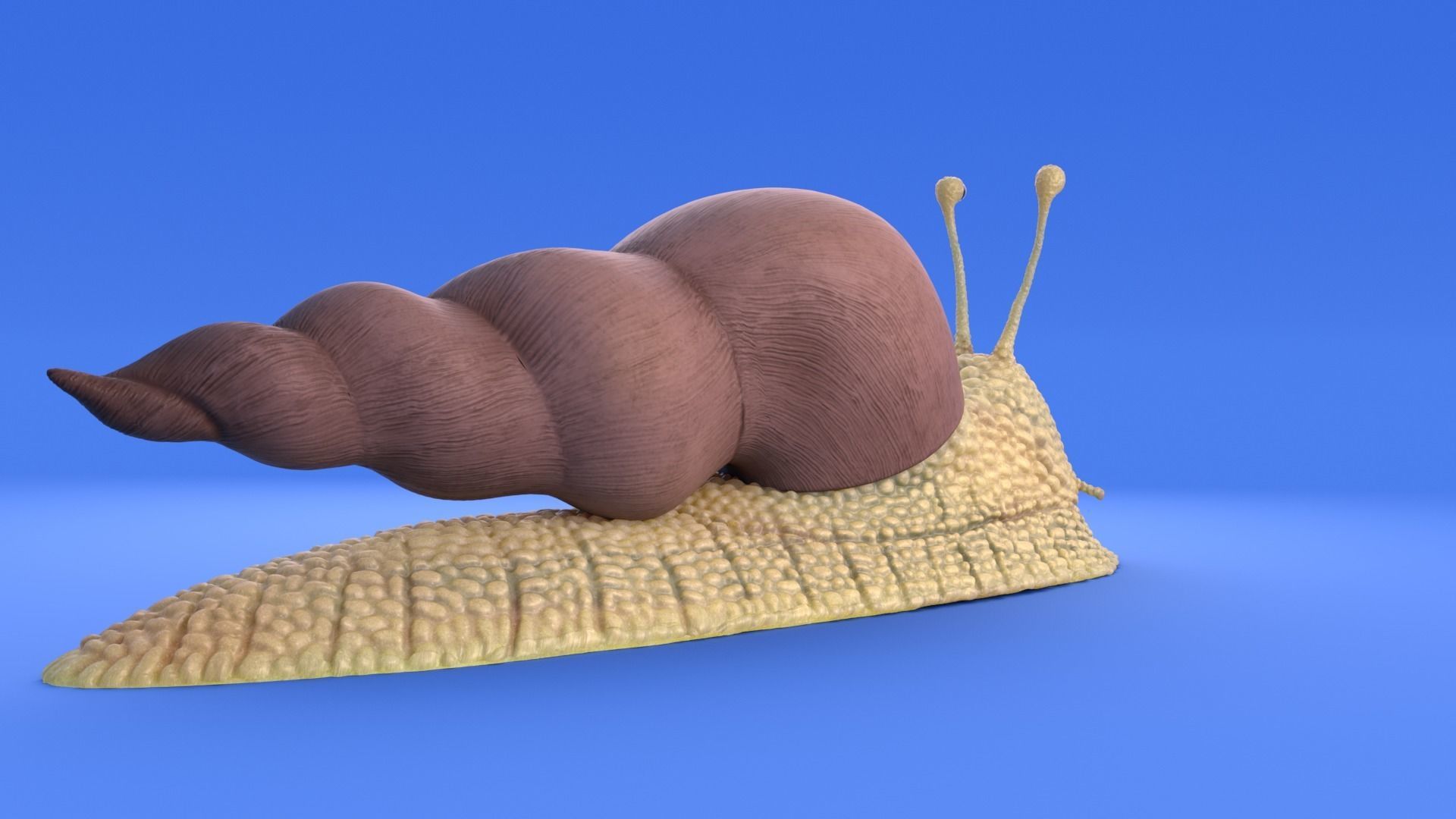 Snail - Cartoon Style - rigged 3D model_11