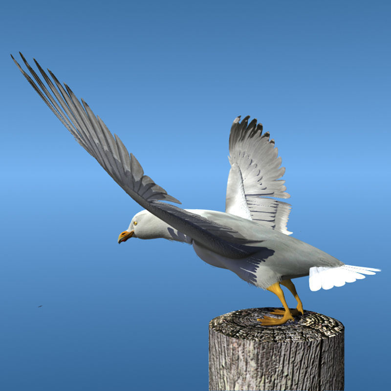 Thayers Herring Gull -rigged - animated 3D model_4