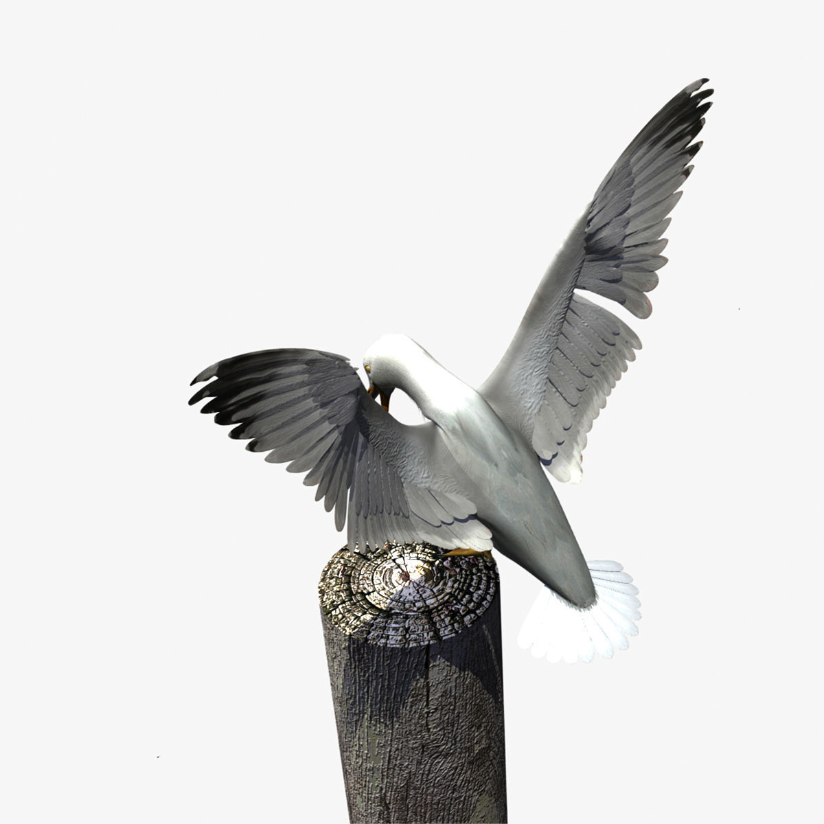 Thayers Herring Gull -rigged - animated 3D model_16