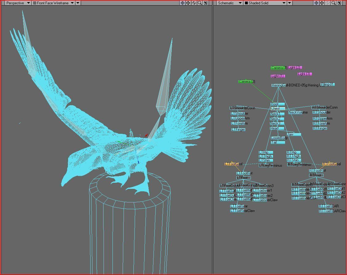 Thayers Herring Gull -rigged - animated 3D model_25