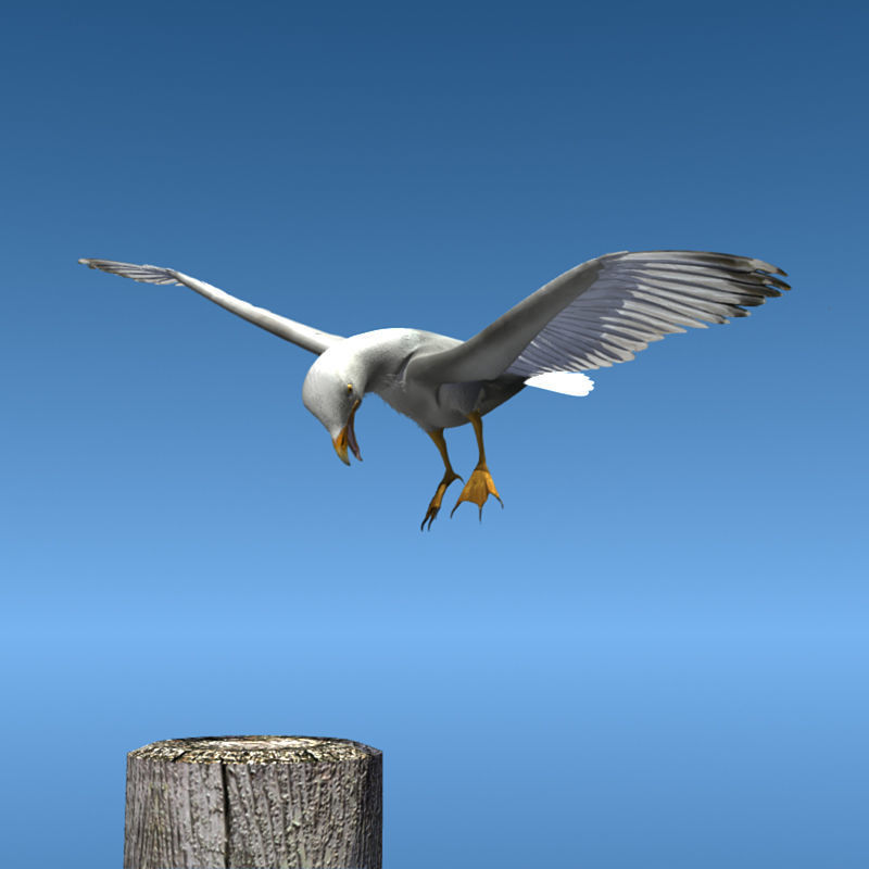 Thayers Herring Gull -rigged - animated 3D model_10