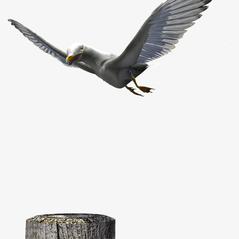 Thayers Herring Gull -rigged - animated 3D model_18