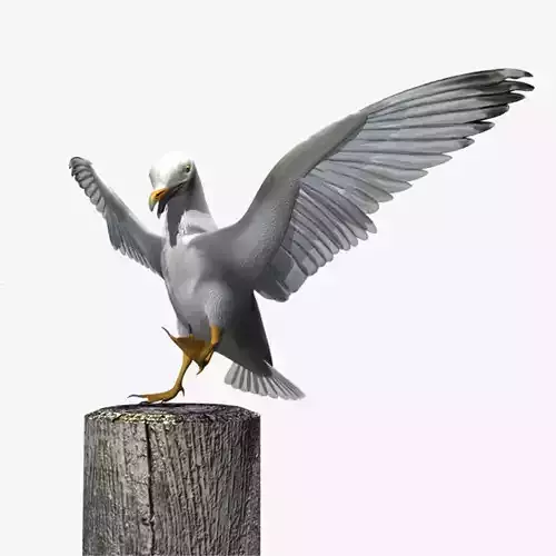 Thayers Herring Gull -rigged - animated 3D model