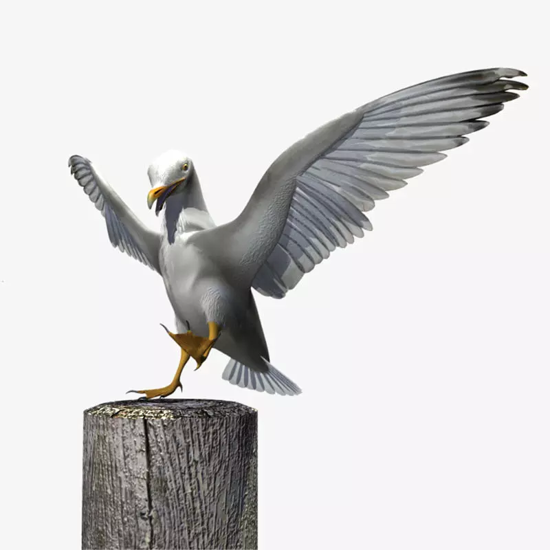 Thayers Herring Gull -rigged - animated 3D model_0