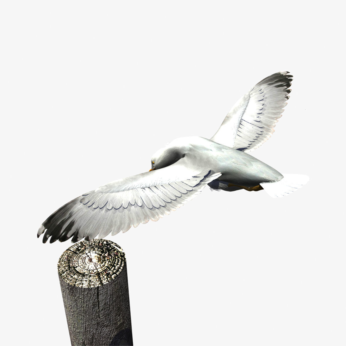 Thayers Herring Gull -rigged - animated 3D model_15