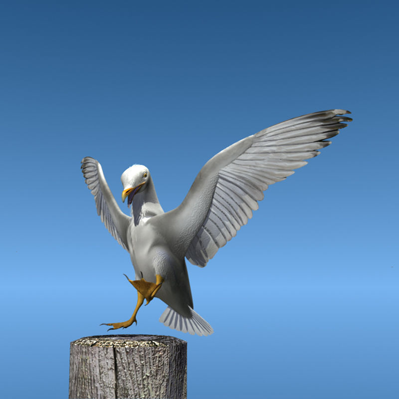 Thayers Herring Gull -rigged - animated 3D model_12