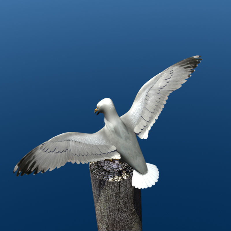 Thayers Herring Gull -rigged - animated 3D model_14