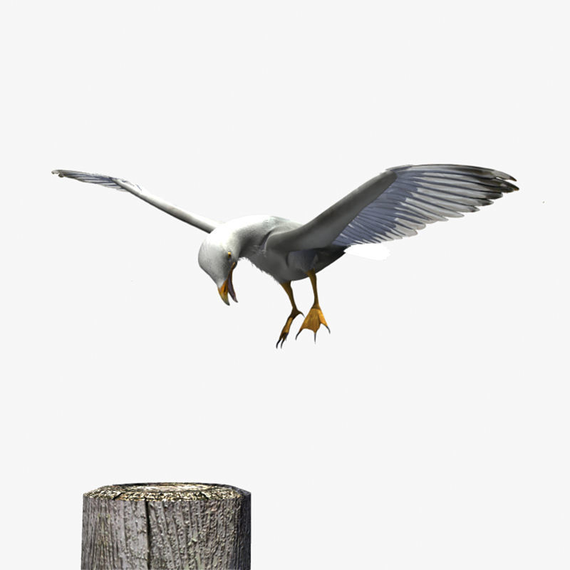 Thayers Herring Gull -rigged - animated 3D model_21