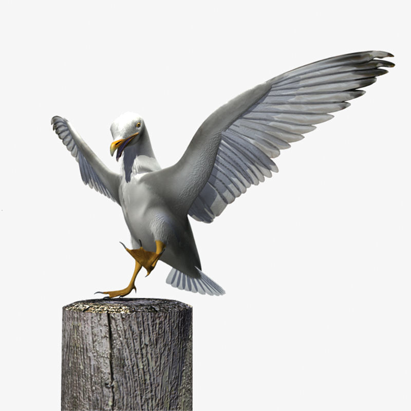 Thayers Herring Gull -rigged - animated 3D model_23