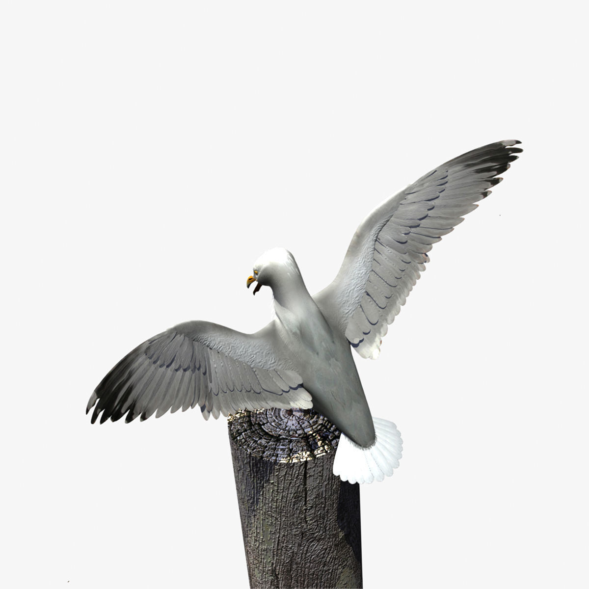 Thayers Herring Gull -rigged - animated 3D model_17