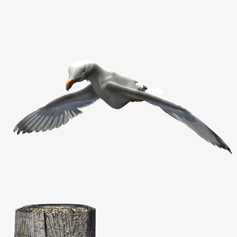 Thayers Herring Gull -rigged - animated 3D model_20