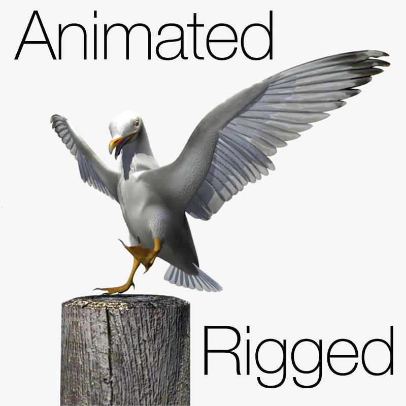 Thayers Herring Gull -rigged - animated 3D model_3