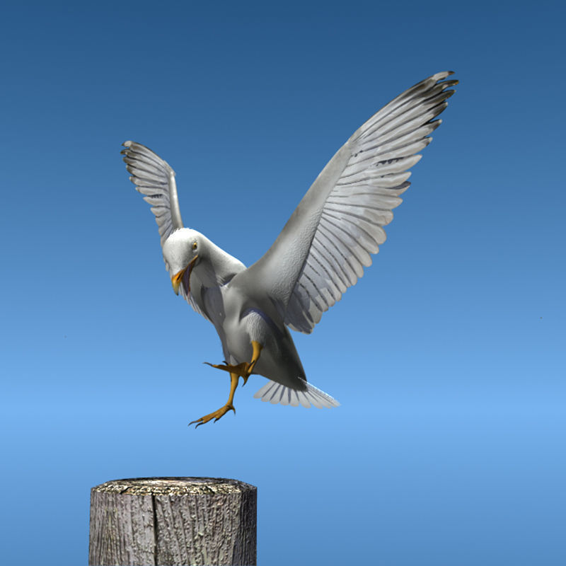 Thayers Herring Gull -rigged - animated 3D model_11