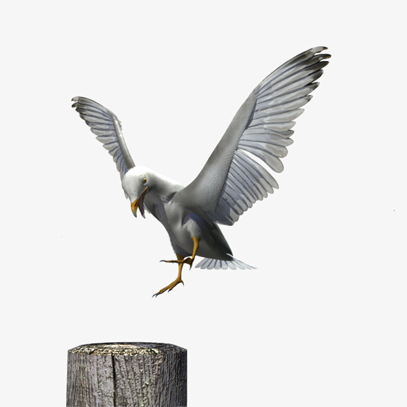 Thayers Herring Gull -rigged - animated 3D model_22