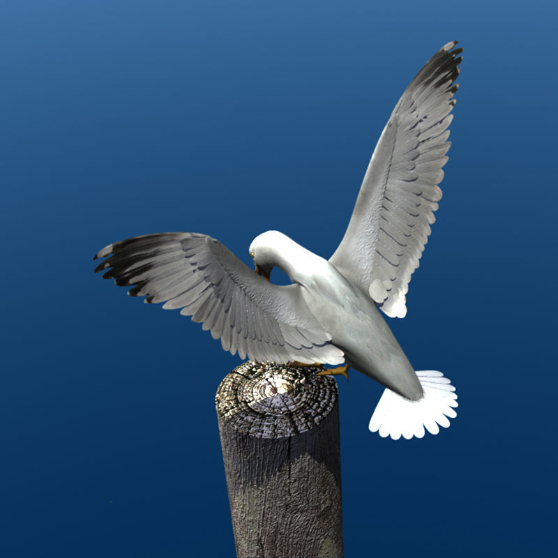 Thayers Herring Gull -rigged - animated 3D model_13