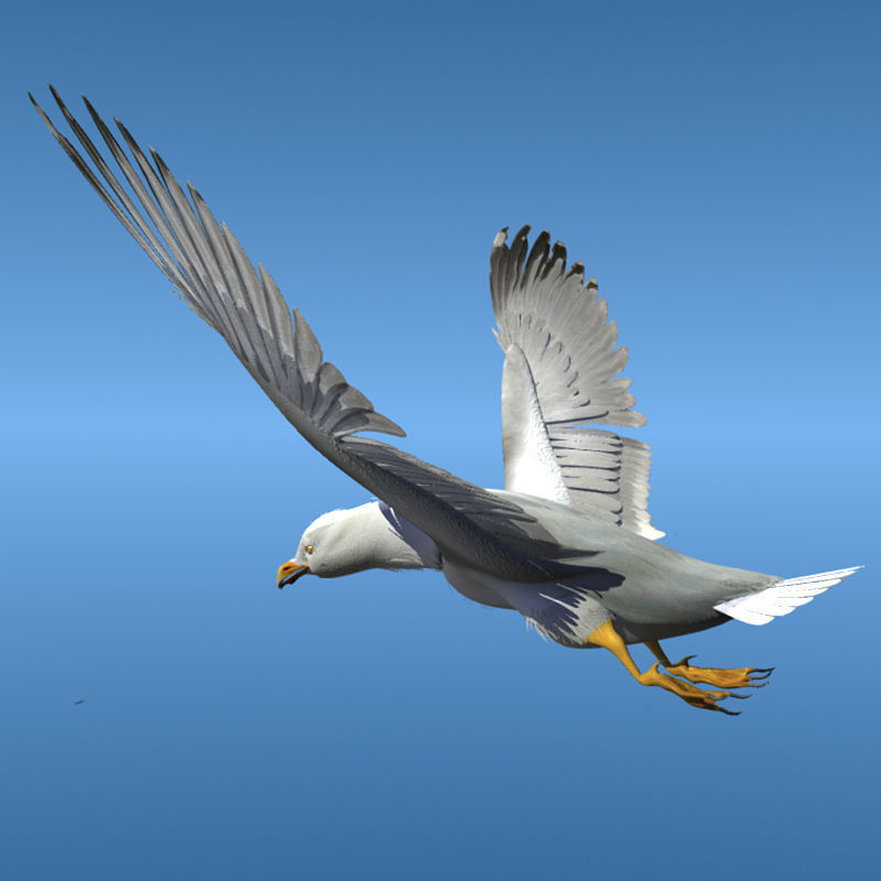 Thayers Herring Gull -rigged - animated 3D model_6