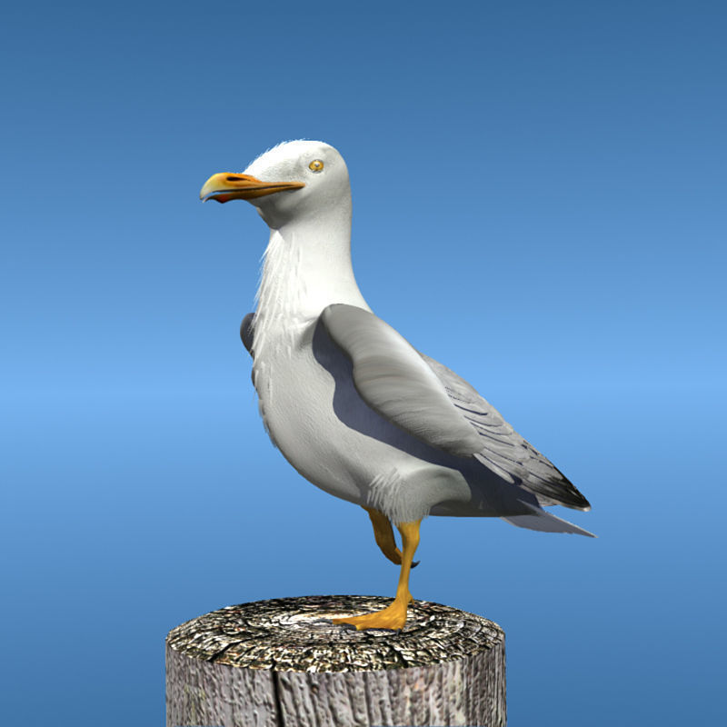 Thayers Herring Gull -rigged - animated 3D model_7