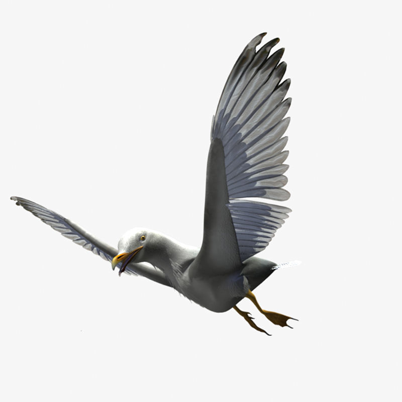 Thayers Herring Gull -rigged - animated 3D model_19