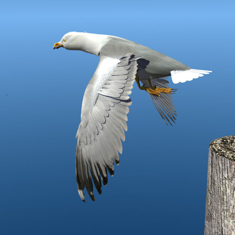 Thayers Herring Gull -rigged - animated 3D model_5