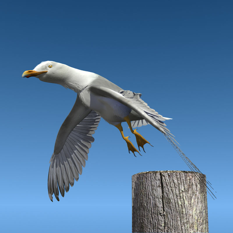 Thayers Herring Gull -rigged - animated 3D model_8