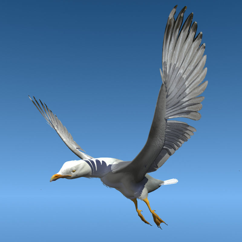 Thayers Herring Gull -rigged - animated 3D model_9