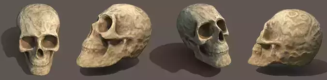 Ornamental Skull - Photogrammetry