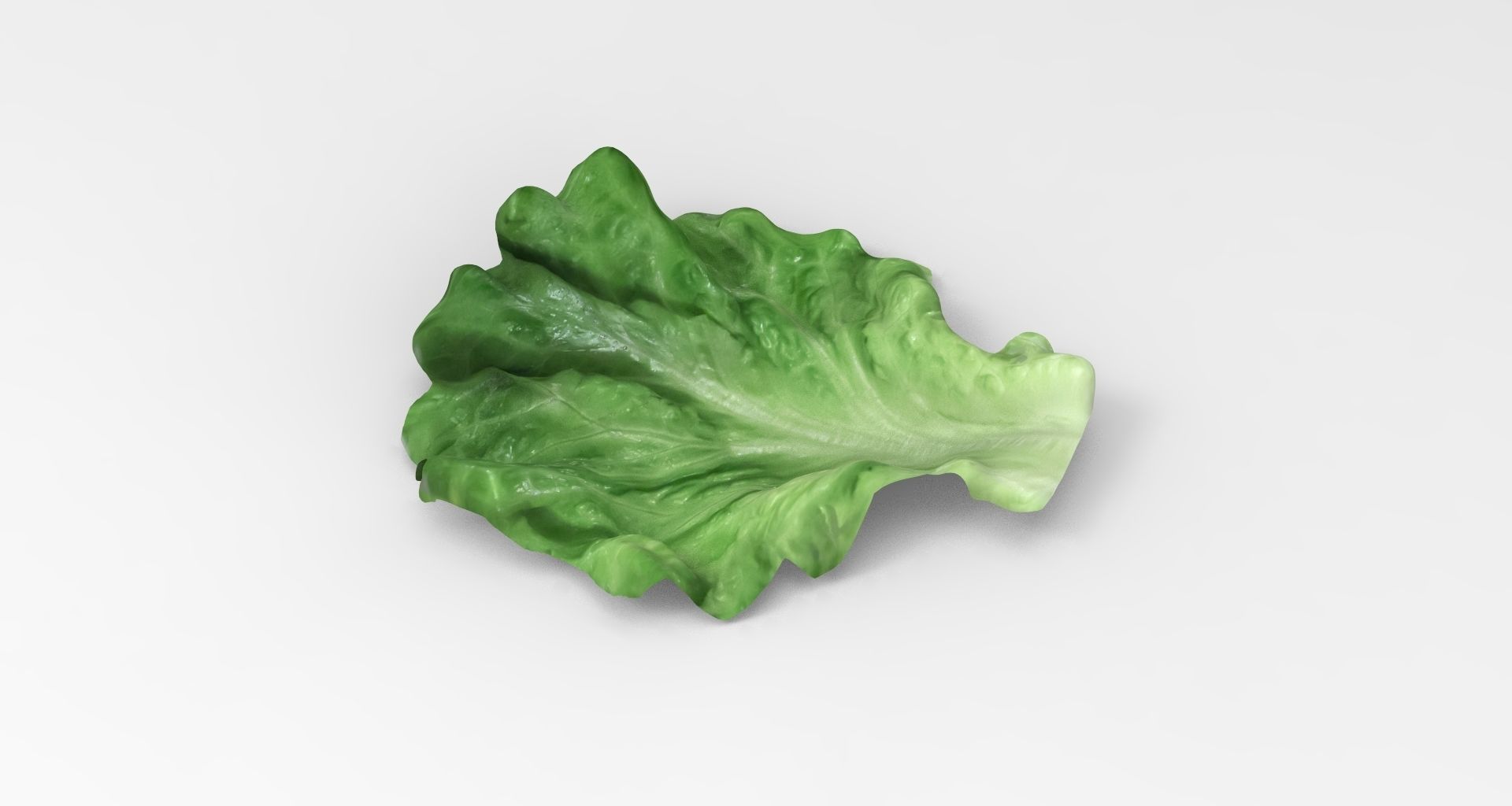 Lettuce - leaf 3D model_2