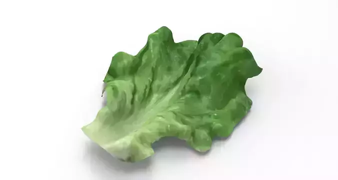 Lettuce - leaf 3D model