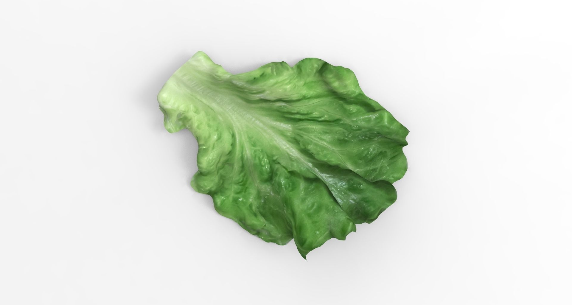 Lettuce - leaf 3D model_1