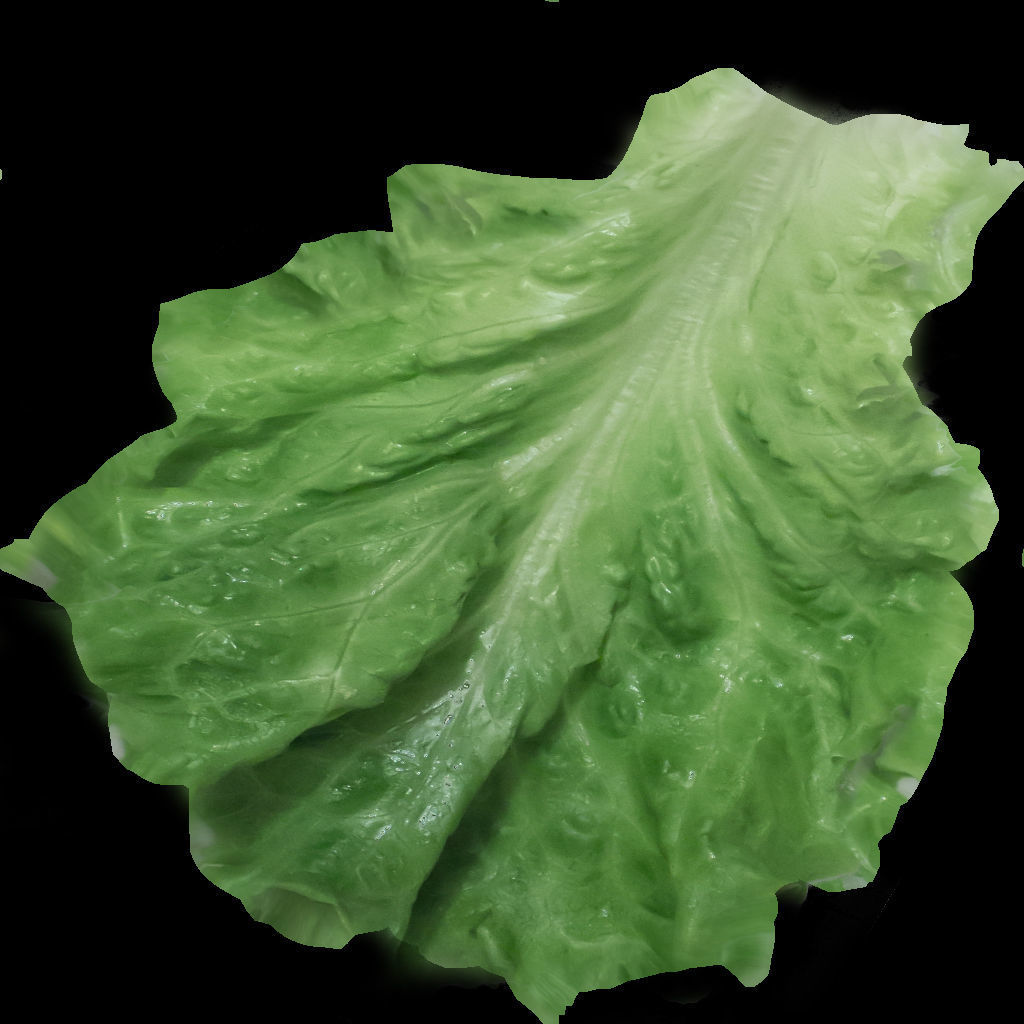 Lettuce - leaf 3D model_4