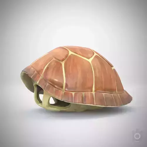 Turtle brown shell Mock-up 3d Model 3D model