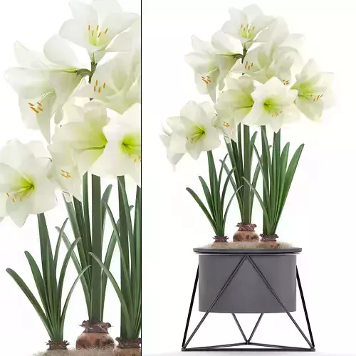 Hippeastrum in a flower pot 3 3D model