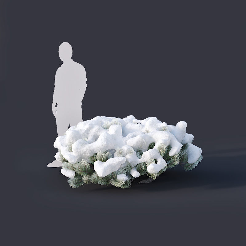 Pinus mugo Nr3 H70-180 cm  3D model_5