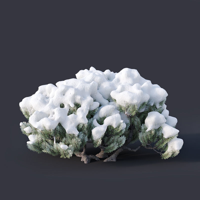 Pinus mugo Nr3 H70-180 cm  3D model_1