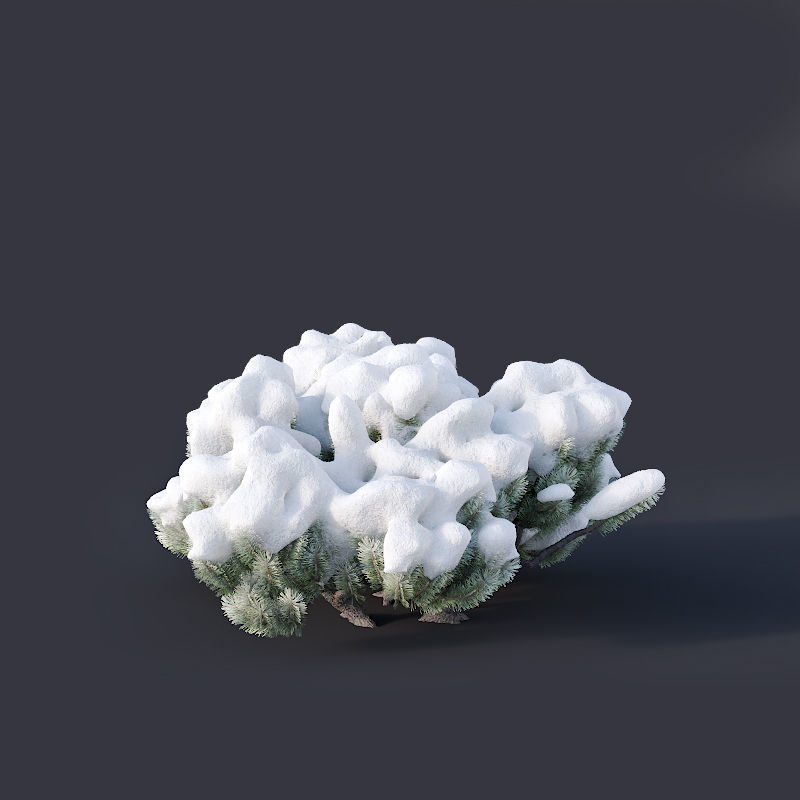 Pinus mugo Nr3 H70-180 cm  3D model_6