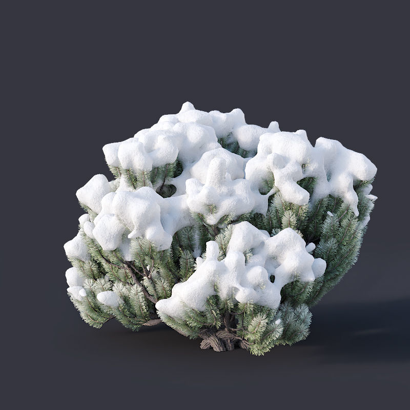 Pinus mugo Nr3 H70-180 cm  3D model_7